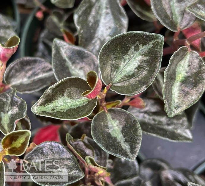 4p! Peperomia Metallica /Tropical