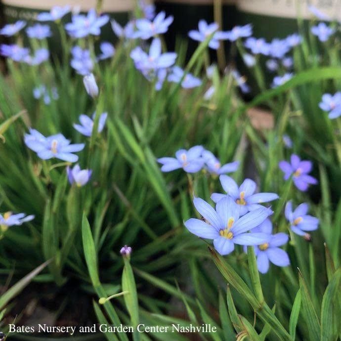 #1 Sisyrinchium ang Lucerne AB/ Blue-eyed Grass Native (TN)