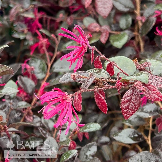 #3 Loropetalum chin Cerise Charm/ Dwarf Fringeflower - No Warranty
