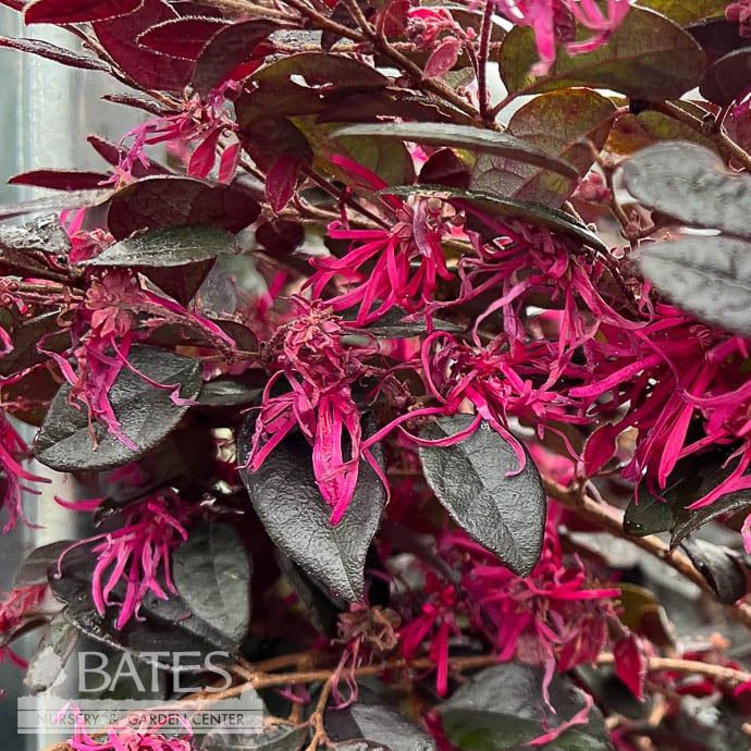 #3 Loropetalum chin Cerise Charm/ Dwarf Fringeflower - No Warranty