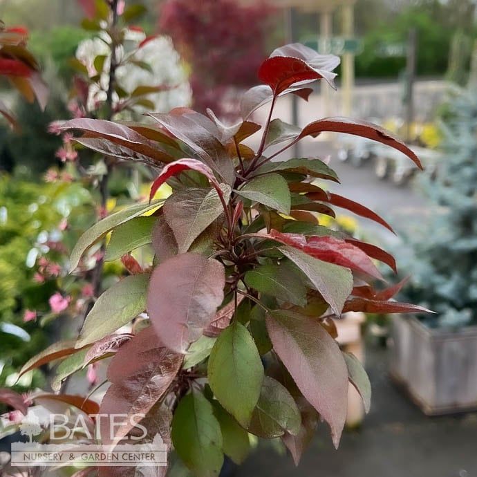 #15 Malus hup Cardinal/ Vibrant Pink Crabapple