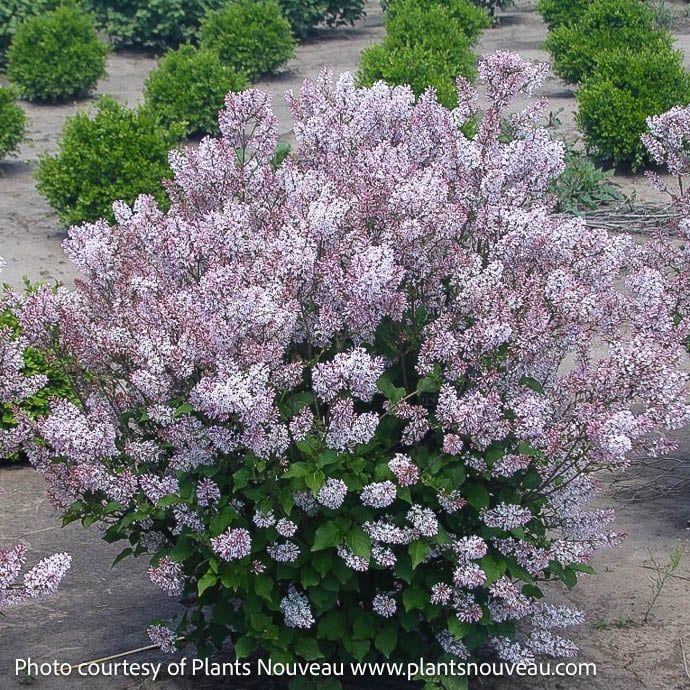 #5 Syringa Dream Cloud/ Lilac