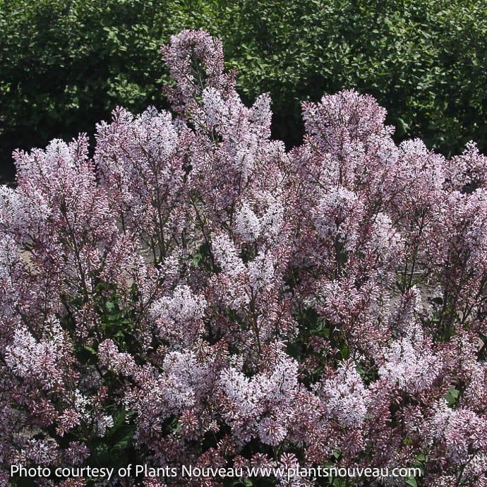 #5 Syringa Dream Cloud/ Lilac