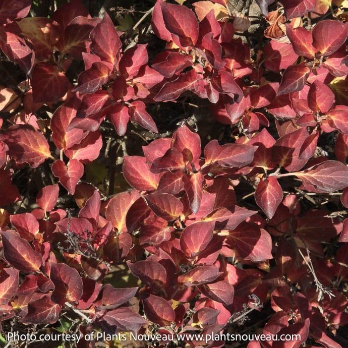 #5 Syringa Dream Cloud/ Lilac