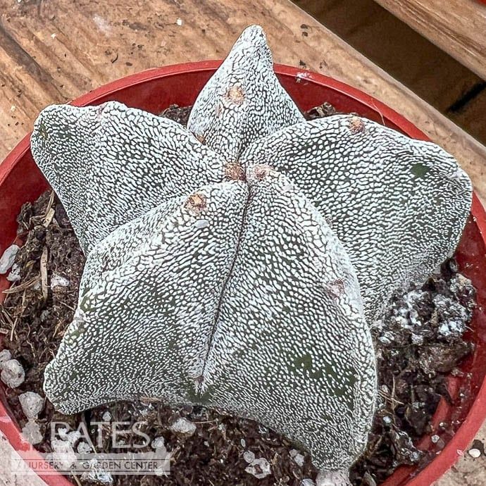 2.5p! Cactus Bishop&#39;s Cap Succulent /Tropical