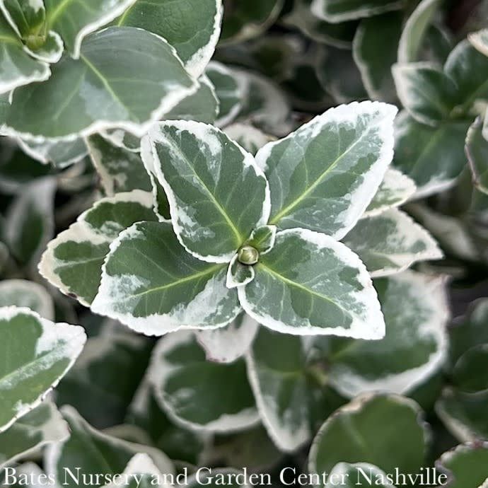 #2 Euonymus fort Ivory Jade/ Variegated Wintercreeper