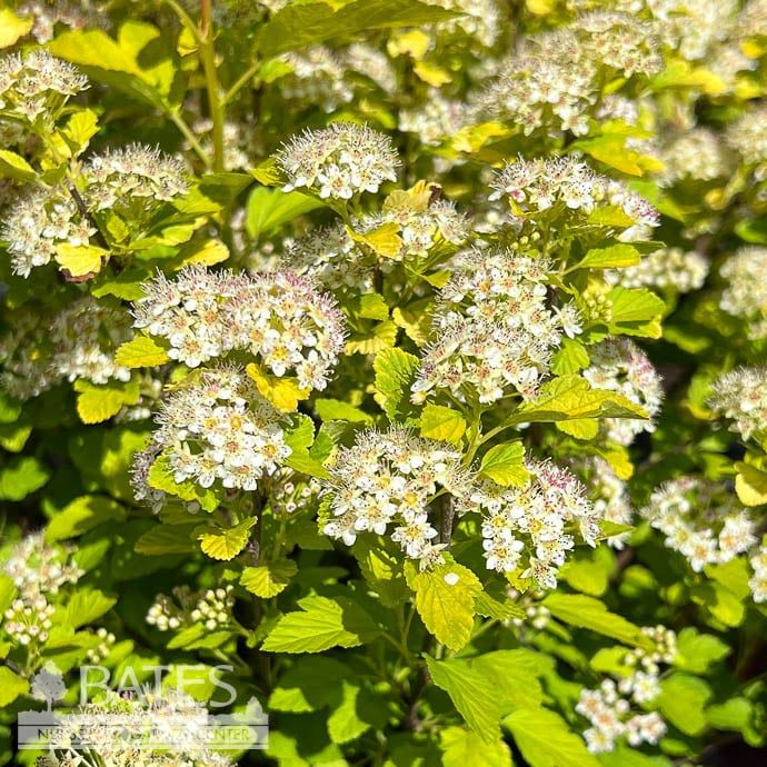 #3 Physocarpus opul FE Lucky Devil/ Yellow Ninebark Native (TN)