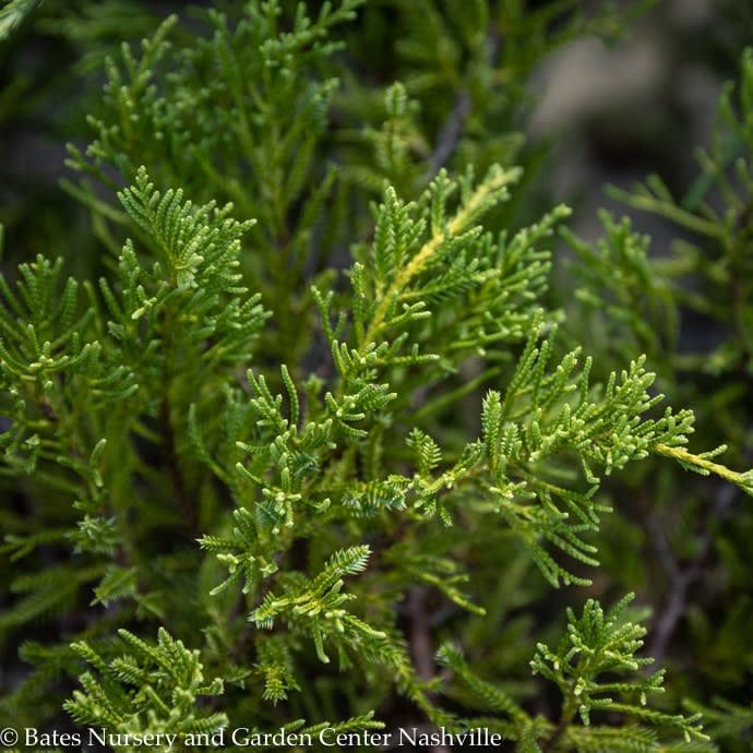 #5 Juniperus chin Daub&#39;s Frosted/ Spreading Chinese Juniper