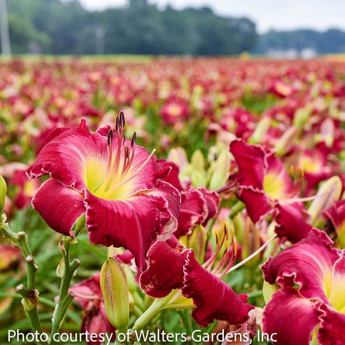 #1 Hemerocallis Blood Sweat and Tears/ Red Daylily