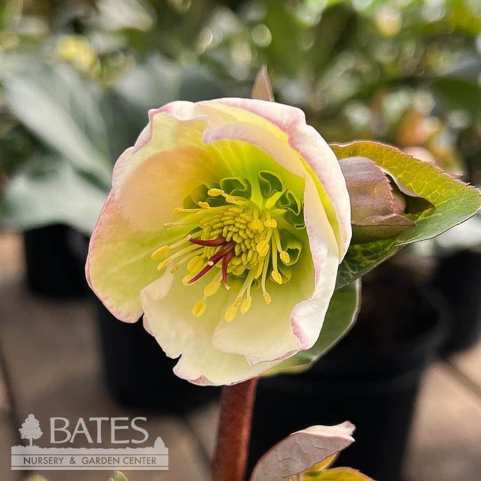 #1 Helleborus Frostkiss &#39;Moondance&#39;/ White Lenten Rose