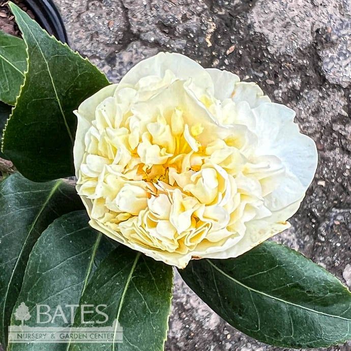 #3 Camellia x will Jury&#39;s Yellow - No Warranty