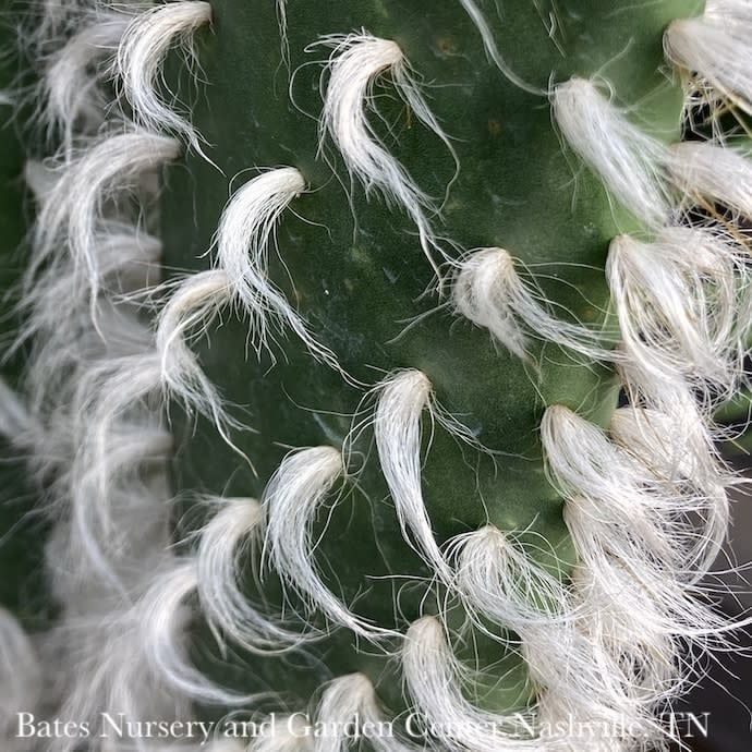 6p! Cactus Opuntia Snow White / Tropical - No Warranty