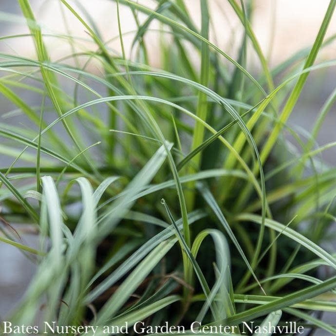 #1 Grass Carex flac Blue Zinger/ Blue Sedge