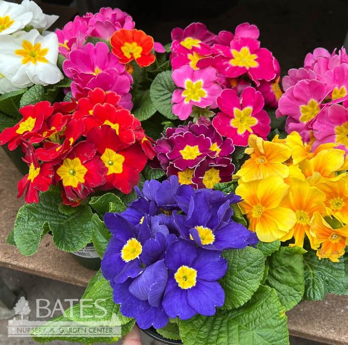 5p! Primula/ Primrose Assortment /Tropical
