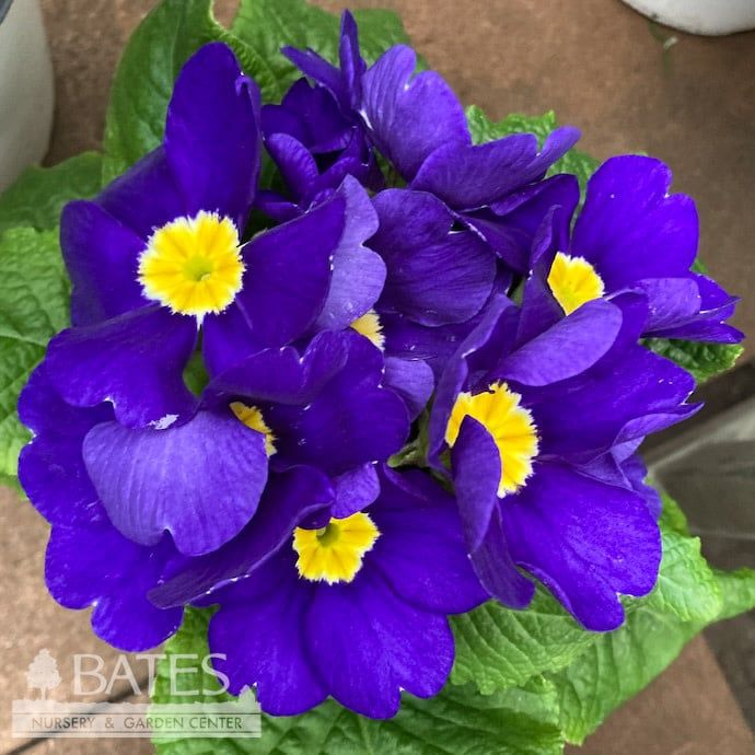 5p! Primula/ Primrose Assortment /Tropical