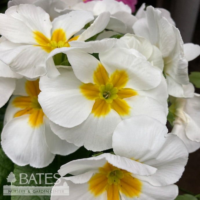 5p! Primula/ Primrose Assortment /Tropical