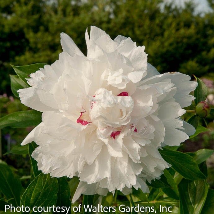 #1 Paeonia x Festiva Maxima/ Dbl White Peony