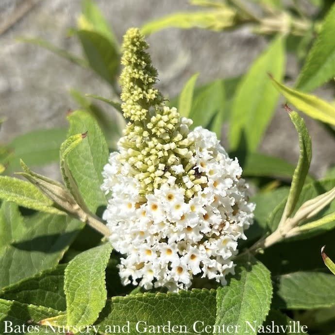 #3 Buddleia dav Dapper &#39;White&#39;/ Butterfly Bush