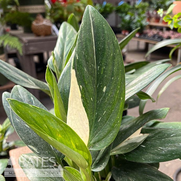 6p! Philodendron Monstera Cobra /Standleyana Albo /Tropical