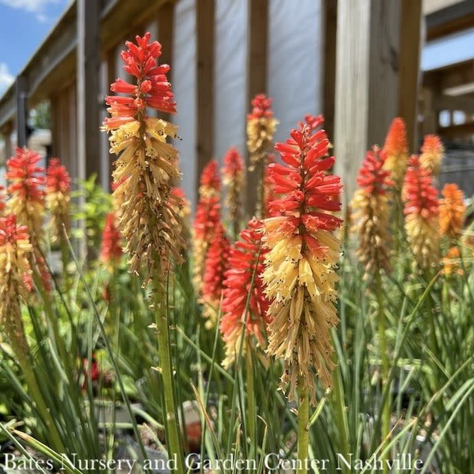 #1 Kniphofia  x Pyromania &#39;Rocket&#39;s Red Glare&#39;/ Red Hot Poker