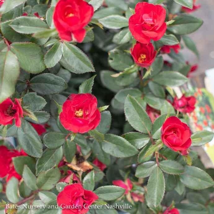 Topiary Patio Tree #3 Rosa Petite Knock Out/ Red Miniature Rose - No Warranty