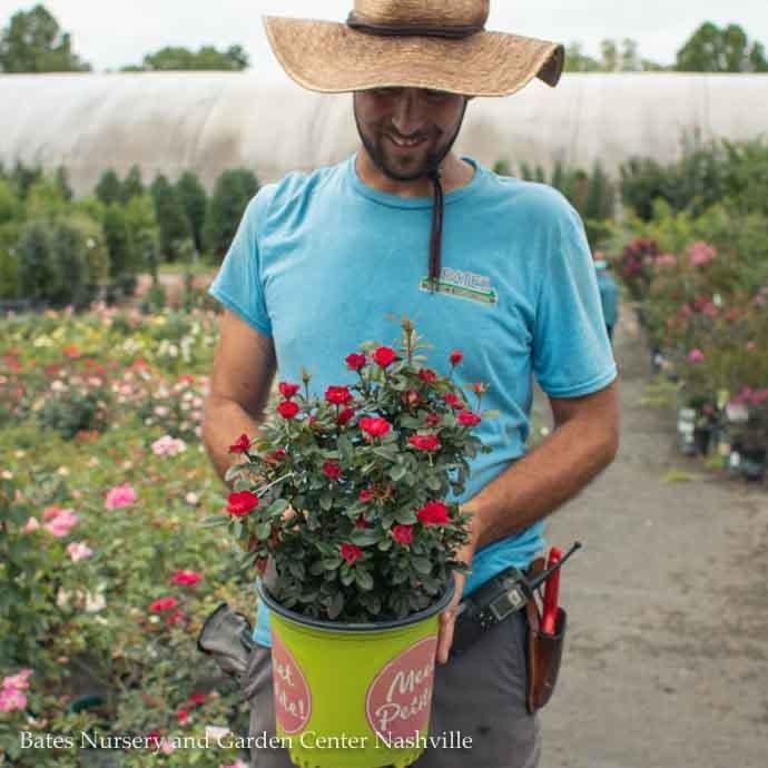 Topiary Patio Tree #3 Rosa Petite Knock Out/ Red Miniature Rose - No Warranty