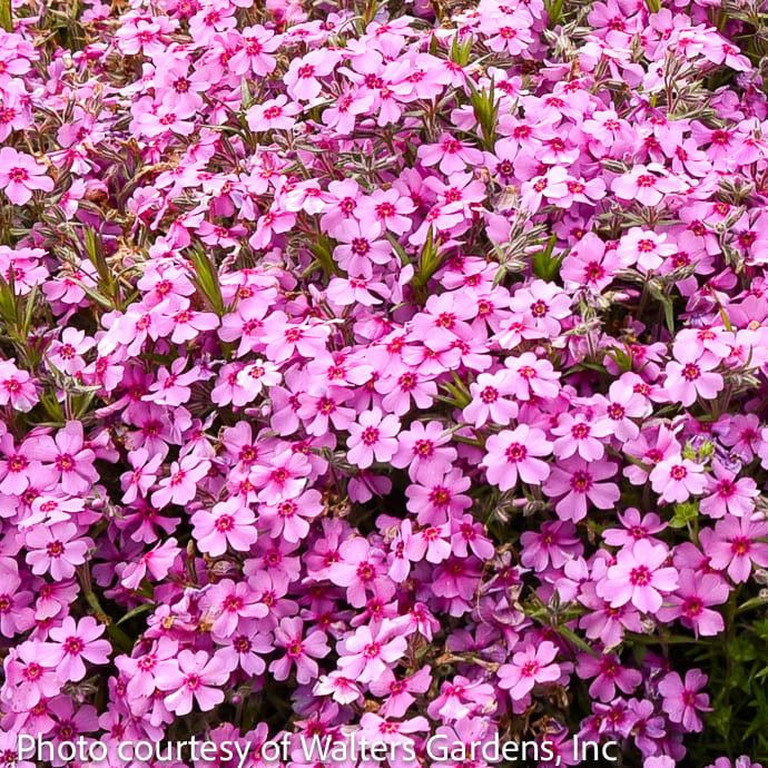 #1 Phlox sub Eye Caramba/ Pink with Red Eye Creeping Native (TN)