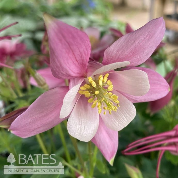 #1 Aquilegia x Kirigami Mix/ Columbine