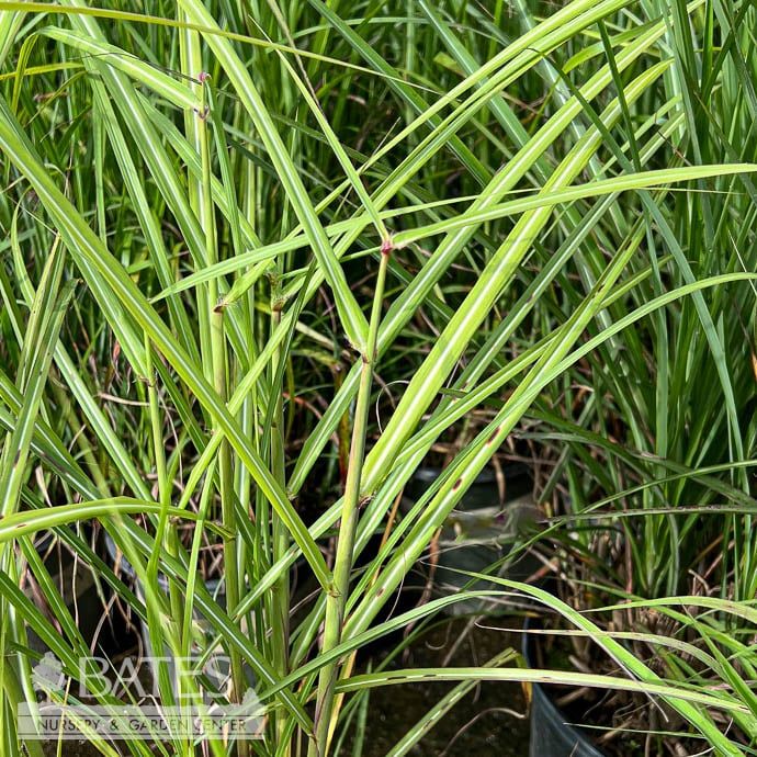#3 Grass Miscanthus sin Malepartus/ Maiden