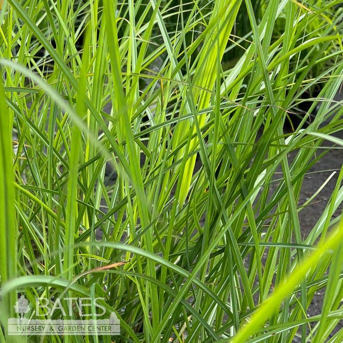 #3 Grass Miscanthus sin Malepartus/ Maiden