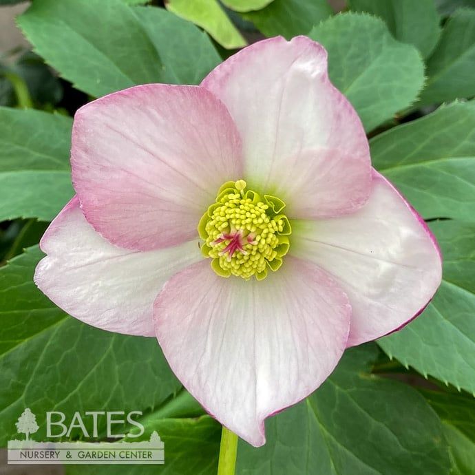 #1 Helleborus HGC Winter Ballet &#39;Liara&#39;/ Pink Lenten Rose