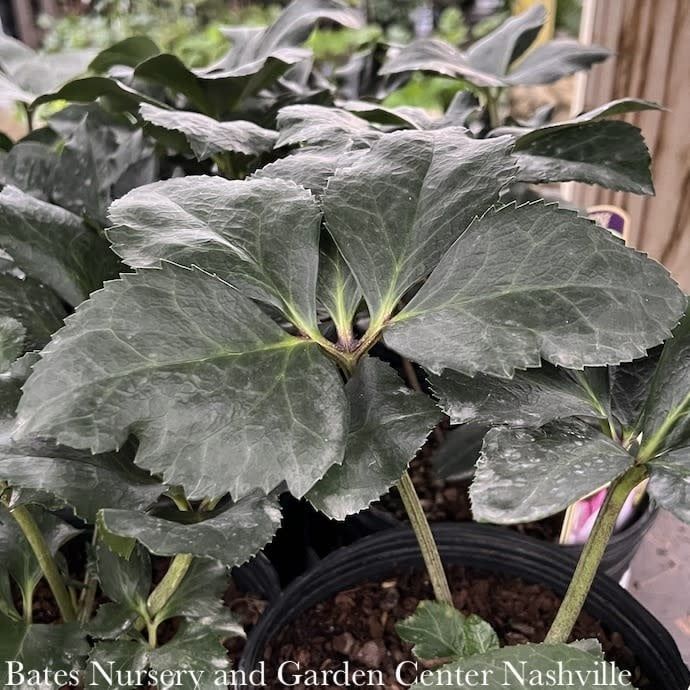 #1 Helleborus HGC Winter Ballet &#39;Liara&#39;/ Pink Lenten Rose