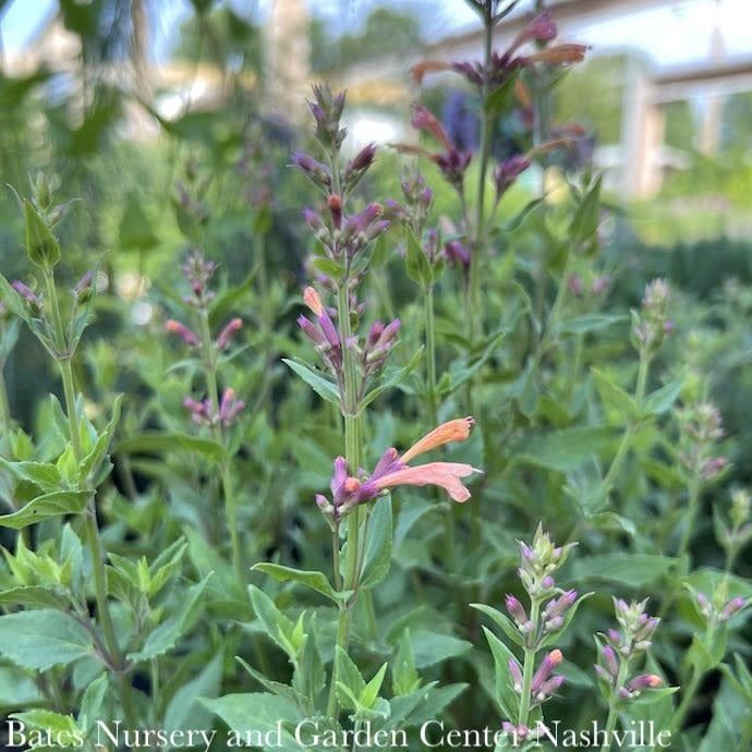 #1 Agastache x PW Peachie Keen/ Hummingbird Mint