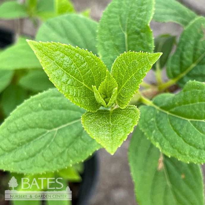 #2 Hydrangea pan Wim&#39;s Red/ Panicle
