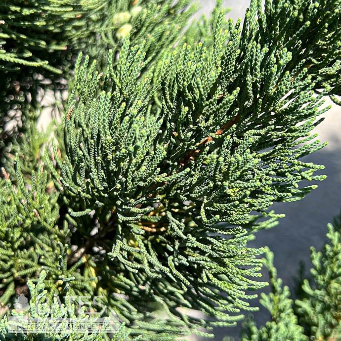 #10 Juniperus chin Robusta Green/ Upright Juniper
