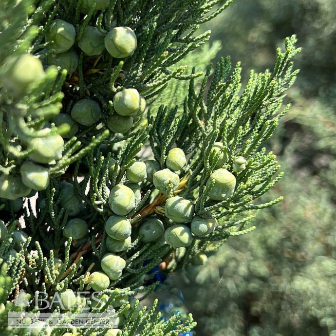 #10 Juniperus chin Robusta Green/ Upright Juniper