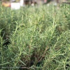Topiary Pyramid 8p Rosmarinus Tuscan Blue/ Rosemary - No Warranty