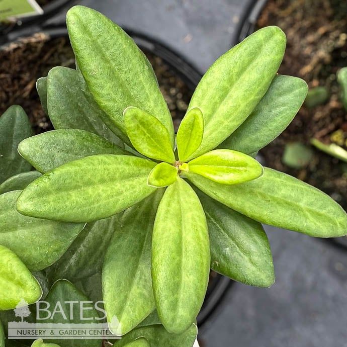 5.5p!/6p! Peperomia Mojo /Tropical