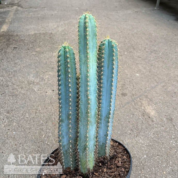 10p! Cactus Pilocereus Blue Torch /Tropical