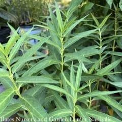 #1 Asclepias inc Ice Ballet/ White Swamp Milkweed Native (TN)