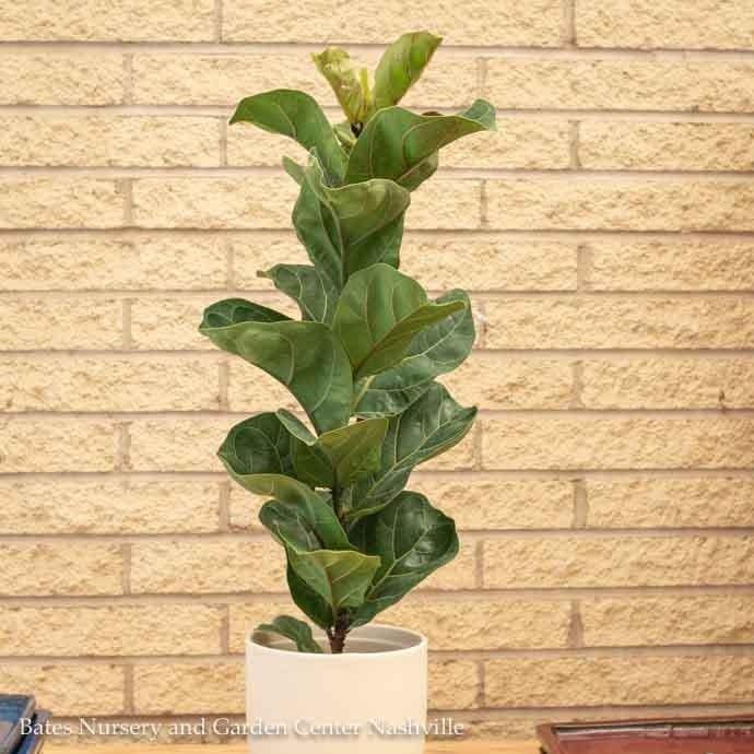 6p! Ficus Lyrata Bambino COLUMN Dwarf Fiddleleaf /Tropical