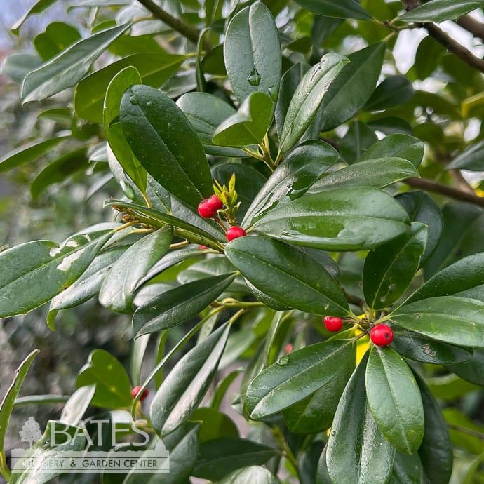#15 STD Ilex x attenuata Miss Pryss/ Upright Holly (female)