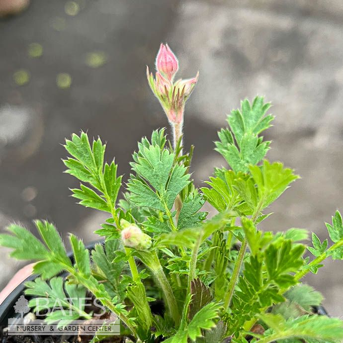 4p Geum triflorum/ Prairie Smoke