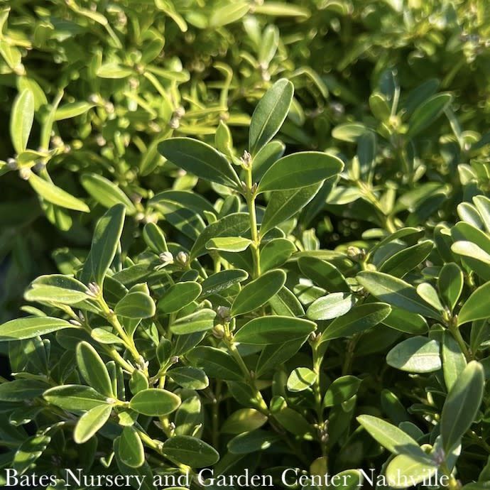 #7 Buxus sin var ins Franklin&#39;s Gem/ Boxwood