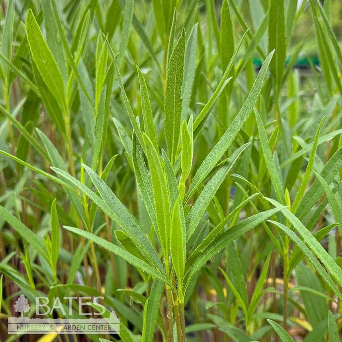 #1 Helianthus x laetiflorus/ Showy Sunflower Native (TN)