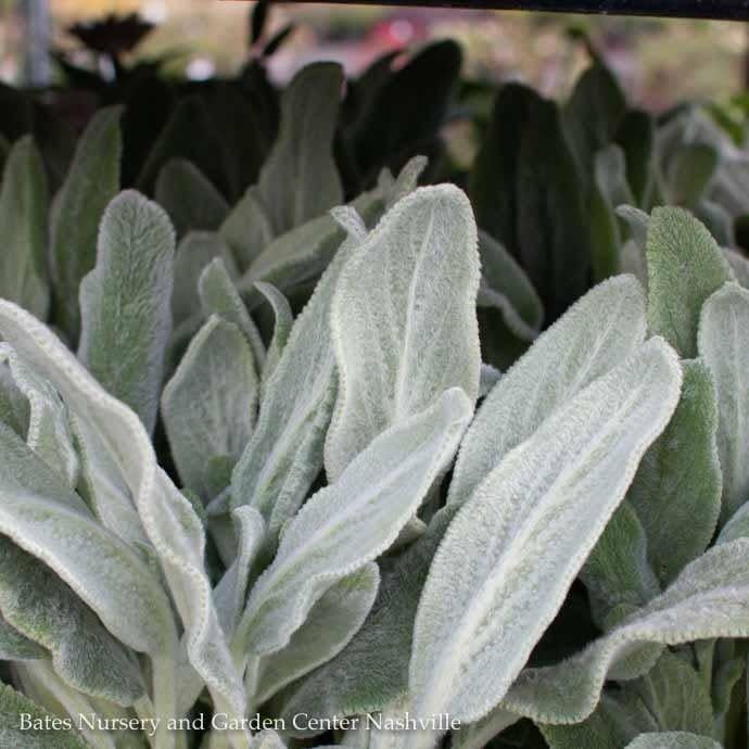 #1 Stachys byz Silver Carpet/ Lamb's Ear