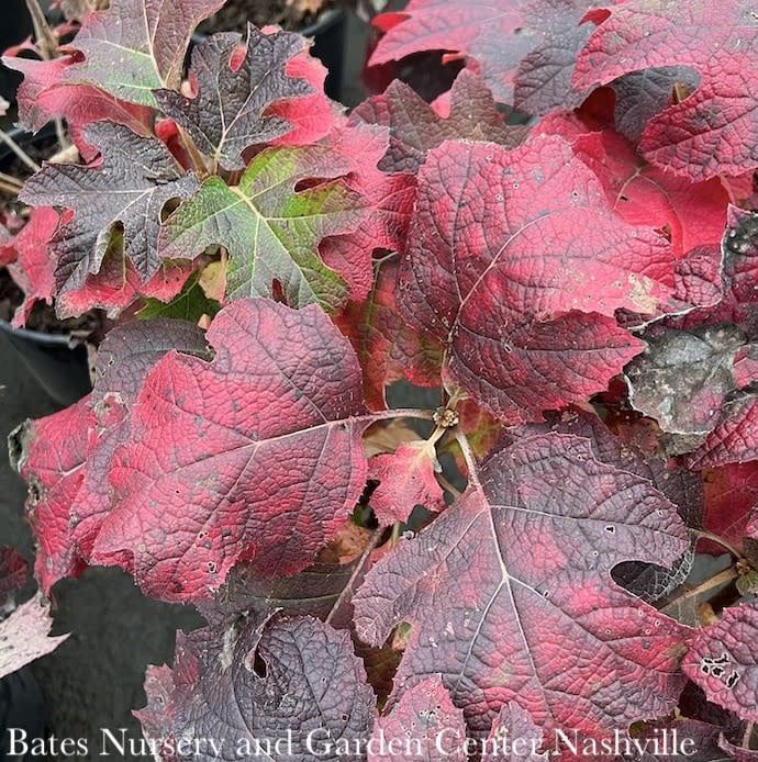 #3 Hydrangea quer Jetstream/ Dwarf Oakleaf Native (TN)