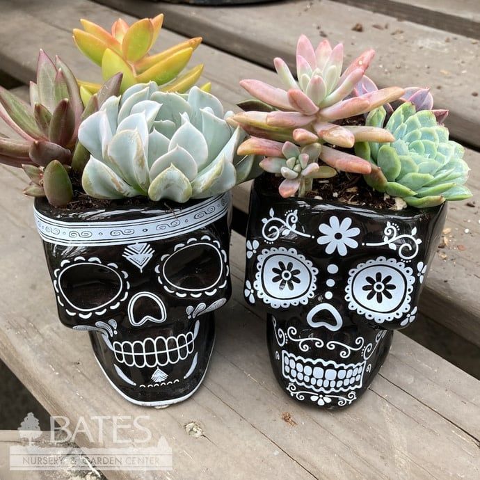 3.5P Gothic Skull w/Succulents