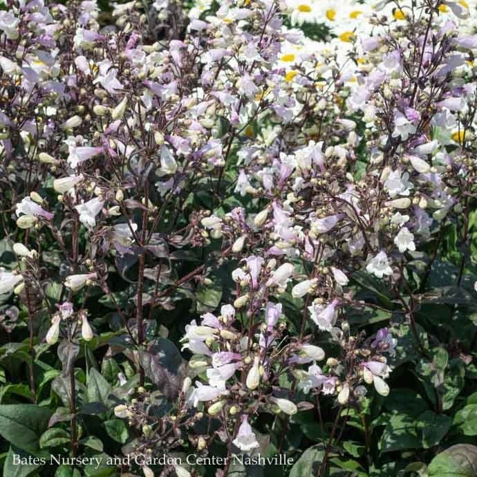 #1 Penstemon dig Blackbeard/ Beardtongue Native (TN)