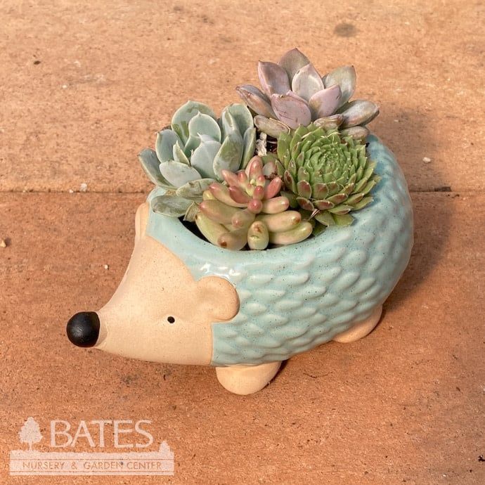 5P Stoneware Hedgehog w/Succulents